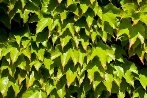 Green leaves pattern background. Natural background. Stock Photos