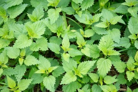 Green leaves pattern background, Natural background and wallpaper Stock Photos