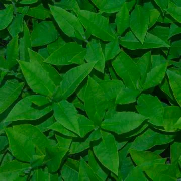 Green leaves pattern background, Natural background and wallpaper Stock Photos