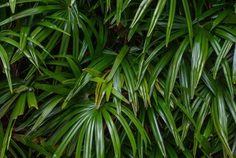 Green leaves pattern background, Natural background and wallpaper Stock Photos