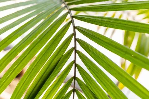 Green leaves pattern background, Natural background palm tree leaves Stock Photos