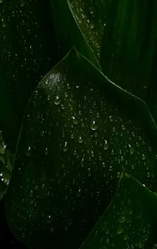 Green leaves pattern background, Natural background and wallpaper Stock Photos