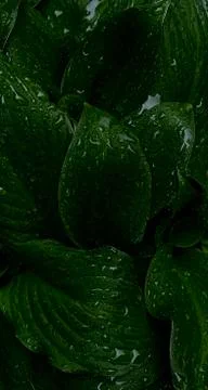 Green leaves pattern background, Natural background and wallpaper Foto stock