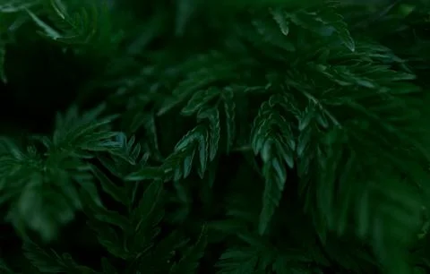 Green leaves pattern background, Natural background and wallpaper Stock Photos