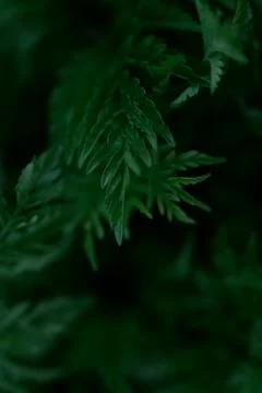 Green leaves pattern background, Natural background and wallpaper Stock Photos