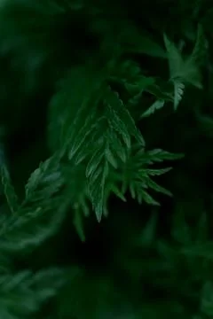 Green leaves pattern background, Natural background and wallpaper Stock Photos