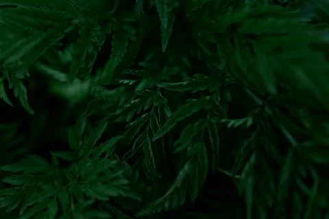 Green leaves pattern background, Natural background and wallpaper Stock Photos