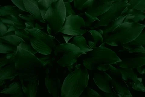 Green leaves pattern background, Natural background and wallpaper Stock Photos