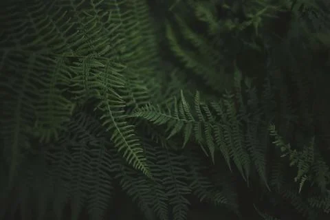 Green leaves pattern background, Natural background and wallpaper Stock Photos