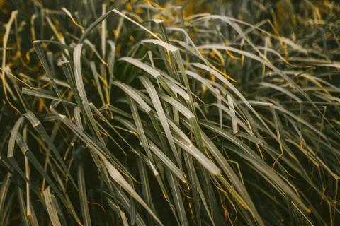Green leaves pattern background, Natural background and wallpaper 스톡 사진
