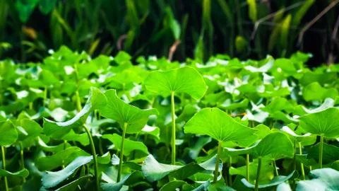 Green leaves pattern background, Natural background and wallpaper. Save world Stock Photos