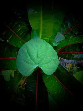Green leaves pattern background, Natural background and wallpaper Stock Photos