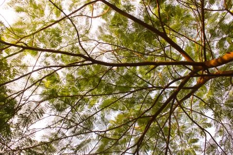 Green leaves pattern background, Natural background and wallpaper 스톡 사진