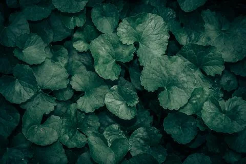 Green leaves pattern background, Natural background and wallpaper Stock Photos