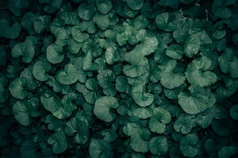 Green leaves pattern background, Natural background and wallpaper Stock Photos