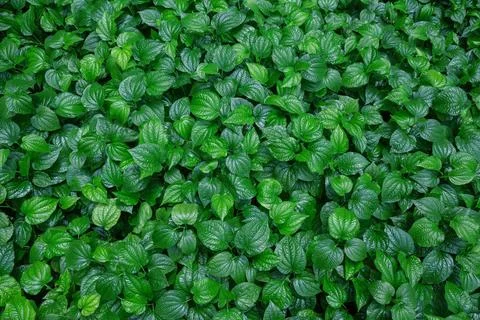 Green leaves pattern background, Natural background Stock Photos