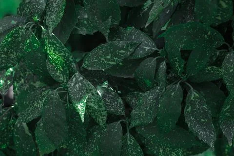 Green leaves pattern background, Natural background and wallpaper Stock Photos