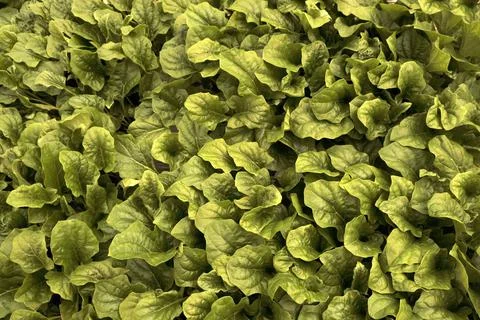 Green leaves pattern background, Natural background and wallpaper Stock Photos
