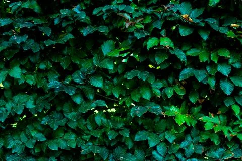 Green leaves pattern background, Natural background and wallpaper Stock Photos