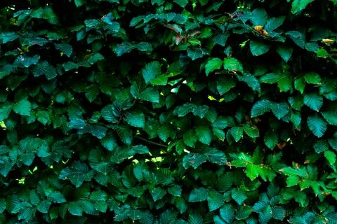 Green leaves pattern background, Natural background and wallpaper Stock Photos
