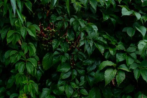 Green leaves pattern background, Natural background and wallpaper Foto stock