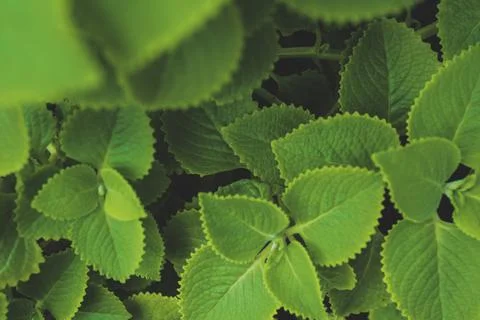 Green leaves pattern background, Natural background and wallpaper Foto stock