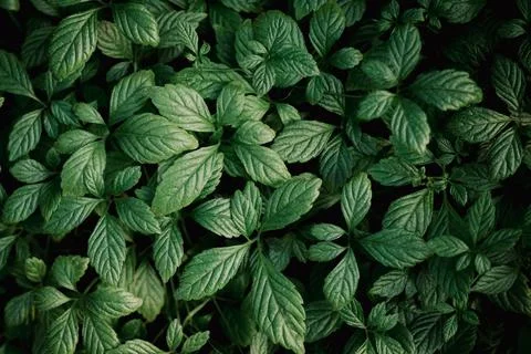 Green leaves pattern background, natural rainforest backdrop Stock Photos