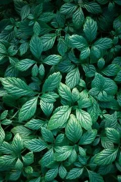 Green leaves pattern background, natural rainforest backdrop Stock Photos