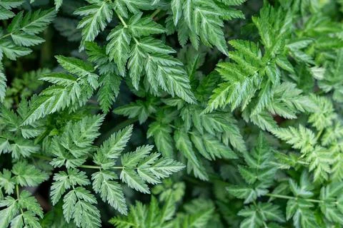 Green leaves pattern background, natural leafy background. Real photo Foto stock