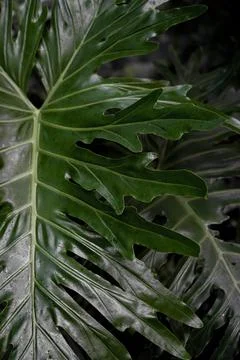 Green leaves pattern background, Natural background and wallpaper Stock Photos