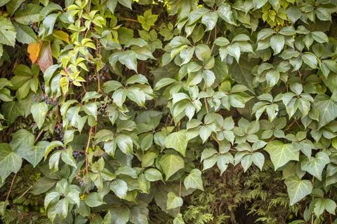 Green leaves pattern background, Natural background and wallpaper Foto stock