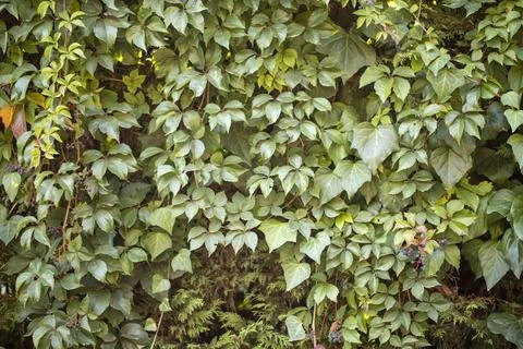 Green leaves pattern background, Natural background and wallpaper 스톡 사진
