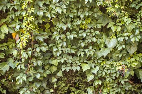 Green leaves pattern background, Natural background and wallpaper Foto stock
