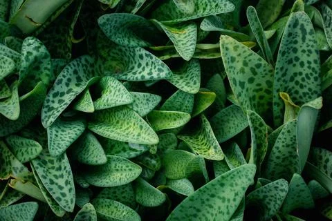 Green leaves pattern background, Natural background, and wallpaper Stock Photos
