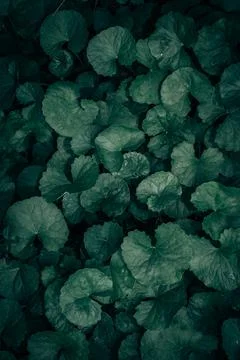 Green leaves pattern background, Natural background and wallpaper Stock Photos