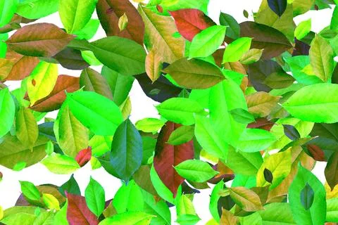 Green leaves pattern background, Natural background and wallpaper on white .. Stock Photos