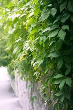 Green leaves pattern background, natural background and wallpaper. Nature o.. Stock Photos
