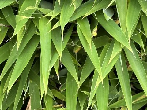 Green Leaves Pattern Background, Natural Lush Foliages of Leaf Texture Stock Photos