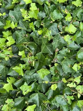 Green Leaves Pattern Background, Natural Lush Foliages of Leaf Texture Foto stock