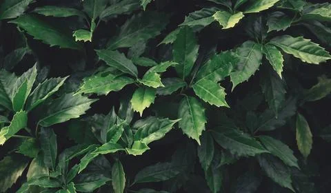Green leaves pattern background, Natural backdrop and wallpaper Stock Photos