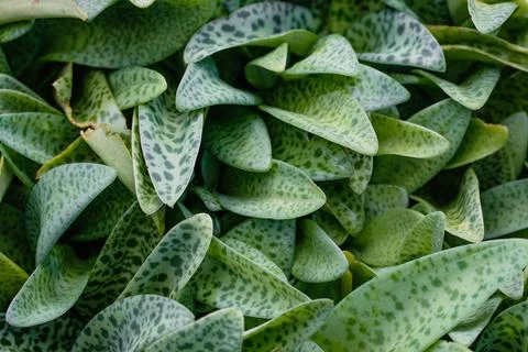 Green leaves pattern background, Natural background, and wallpaper Stock Photos