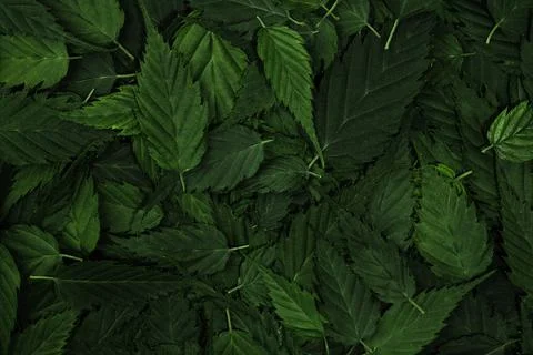 Green leaves pattern background. Nature background and wallpaper Stock Photos