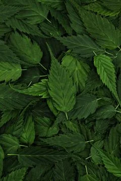 Green leaves pattern background. Nature background and wallpaper Stock Photos