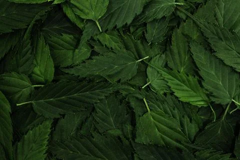 Green leaves pattern background. Nature background and wallpaper Stock Photos