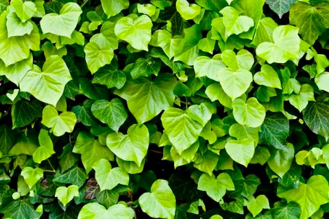 Green leaves pattern background. Stock Photos