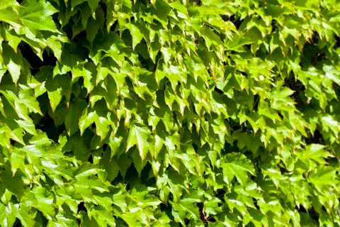 Green leaves pattern background. Foto stock