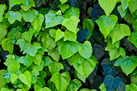 Green leaves pattern background. Foto stock