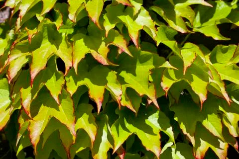 Green leaves pattern background. Foto stock