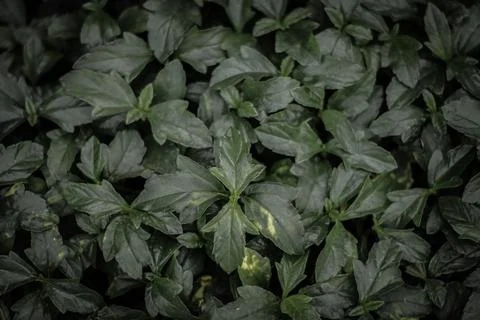 Green leaves pattern background Stock Photos