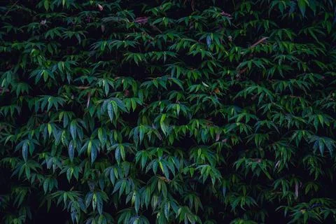 Green Leaves pattern background Foto stock